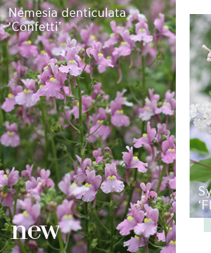 New - Nemesia denticulata 'Confetti' 