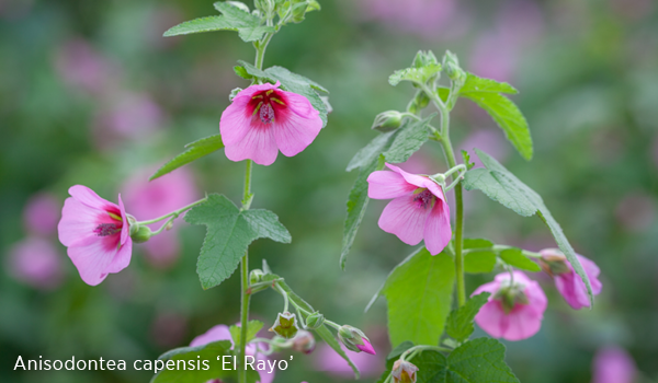 Anisodontea capensis 'El Rayo' 