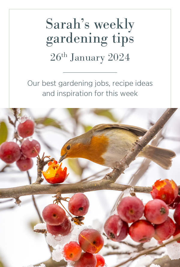 Sarah's weekly gardening tips. 26th January 2024. Our best gardening jobs, recipe ideas and inspiration for this week.