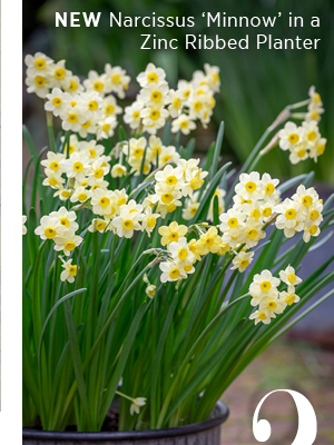 2. New - Narcissus 'Minnow' in a Zinc Ribbed Planter. 