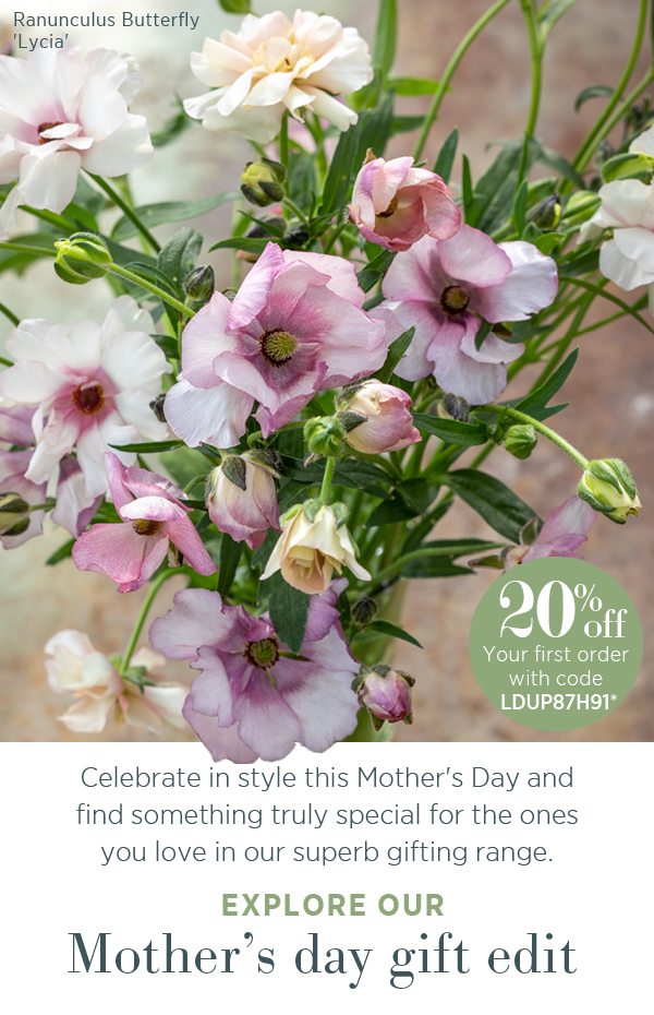 Ranunculus Butterfly 'Lycia'. 20% off your first order with code LDUP87H91*. Celebrate in style this Mother's Day and find something truly special for the ones you love in our superb gifting range. Explore our Mother's day gift edit 