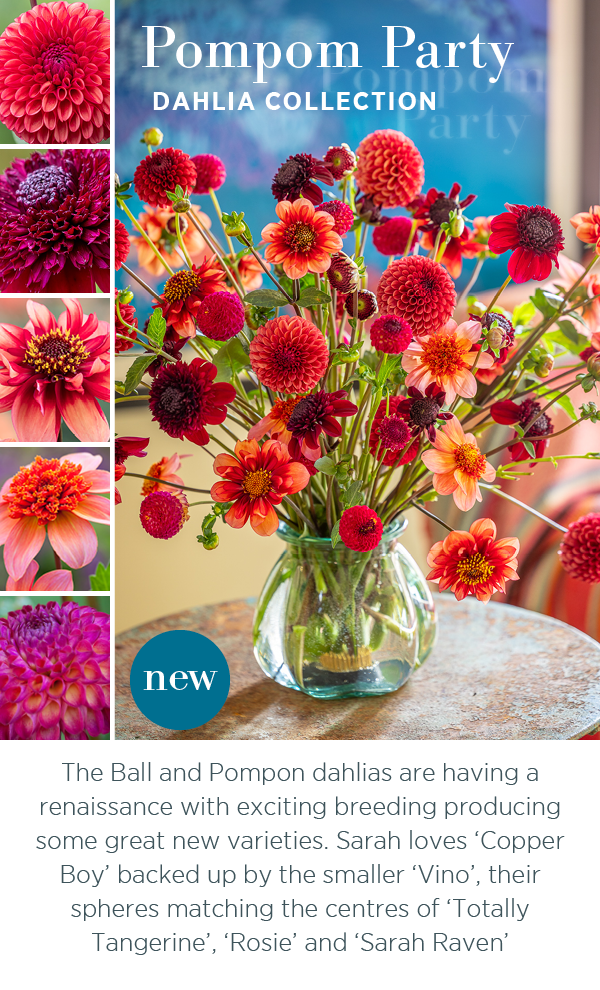 New - Pompom Party Dahlia Collection. The Ball and Pompom dahlias are having a renaissance with exciting breeding producing some great new varieties. Sarah loves 'Copper Boy' backed up by the smaller 'Vino', their spheres matching the centres of 'Totally Tangerine', 'Rosie' and 'Sarah Raven'. 