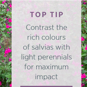 Top Tip. Contrast the rich colours of salvias with light perennials for maximum impact. 