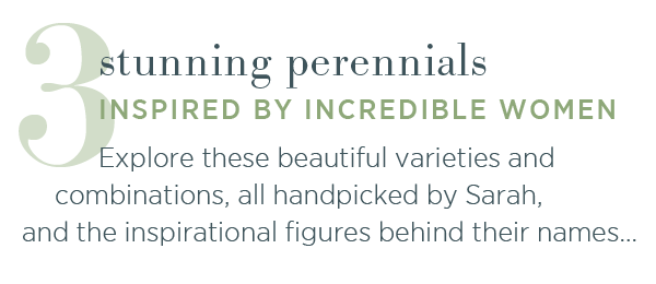 3 stunning perennials inspired by incredible women. Explore these beautiful varieties and combinations, all handpicked by Sarah, and the inspirational figures behind their names...