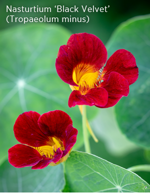 Nasturtium 'Black Velvet' (Tropaeolum minus). 