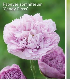 Papaver somniferum 'Candy Floss' 
