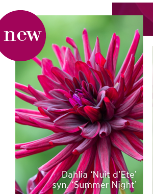 Dahlia 'Nuit d'Ete' syn. 'Summer Night'. 