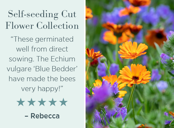 Self-seeding cut flower collection. "These germinated well from direct sowing. The Echium vulgare 'Blue Bedder' have made the bees very happy!". ☆☆☆☆☆. - Rebecca.