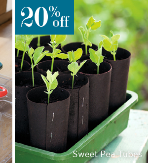 Sweet Pea Tubes.