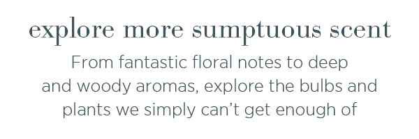 Explore more sumptuous scent. From fantastic floral notes to deep and woody aromas, explore the bulbs and plants we simply can't get enough of. 