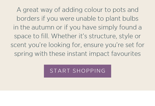 A great way of adding colour to pots and borders if you were unable to plant bulbs in the autumn or if you have simply found a space to fill. Whether it's structure, style or scent you're looking for, ensure you're set for spring with these instant impact favourites. Start Shopping >