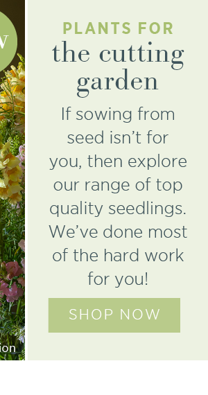 Plants for the cutting garden. If sowing from seed isn't for you, then explore our range of top quality seedlings. We've done most of the hard work for you! Shop Now >