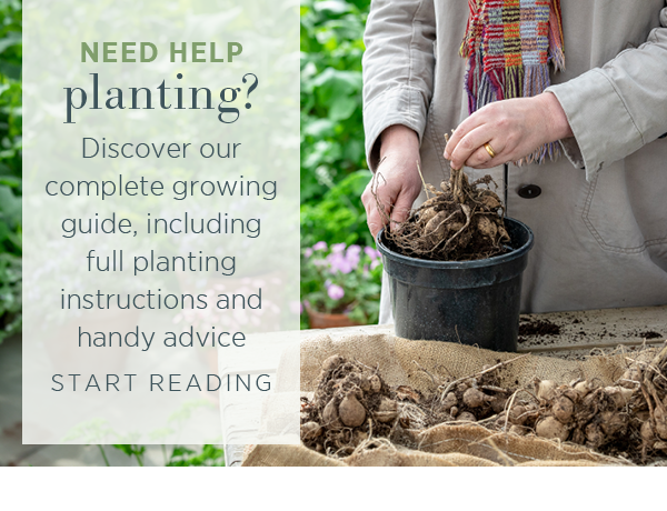 Need help planting? Discover our complete growing guide, including full planting instructions and handy advice. Start Reading > 
