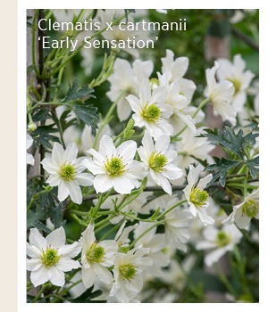 Clematis x cartmanii 'Early Sensation' 