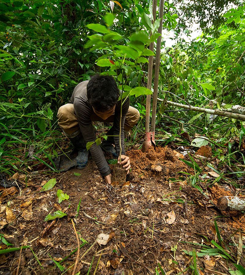 One Tree Planted