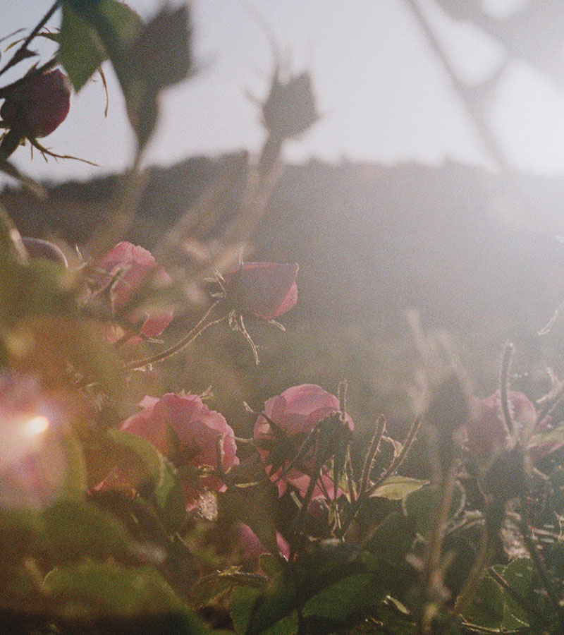 Rose