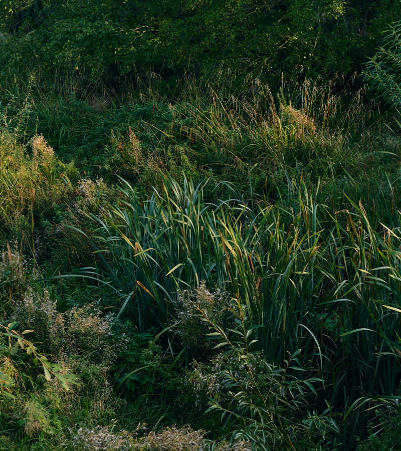 Wild Vetiver