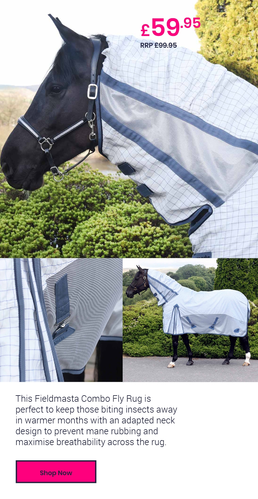 Fly Offers not to be Missed 🪰 Harry Hall