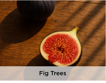 Fig Trees