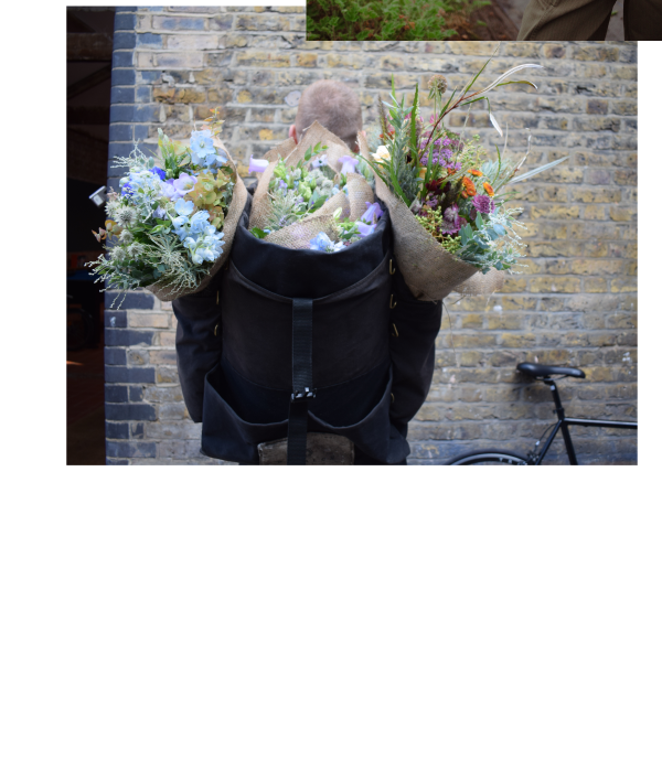 Petalon Flowers Broadcast | Finisterre