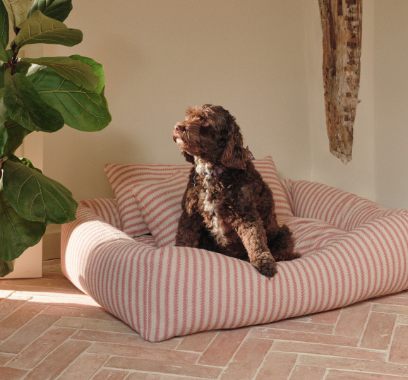 Dog beds