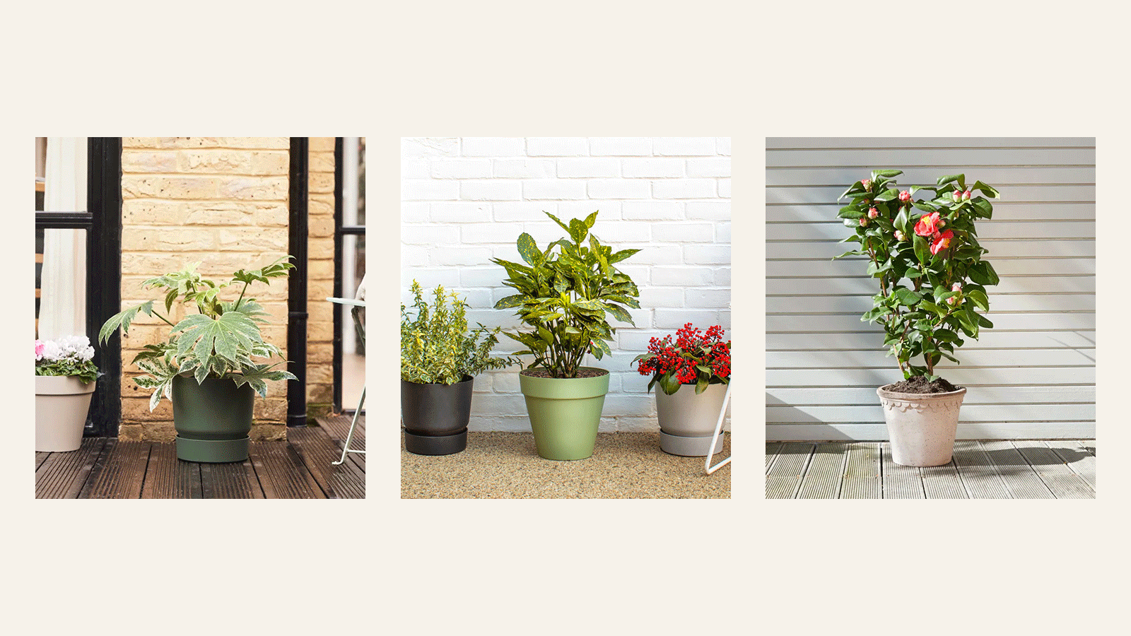 Outdoor plants are here 🎉 Patch Plants