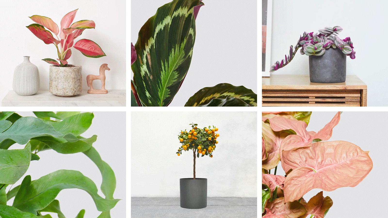 Get your colour fix 🌈 Patch Plants