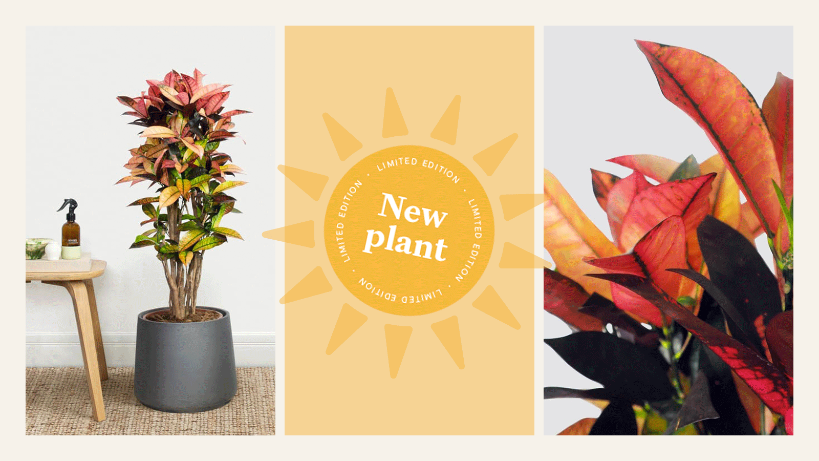 Limited edition drop 👀 Patch Plants