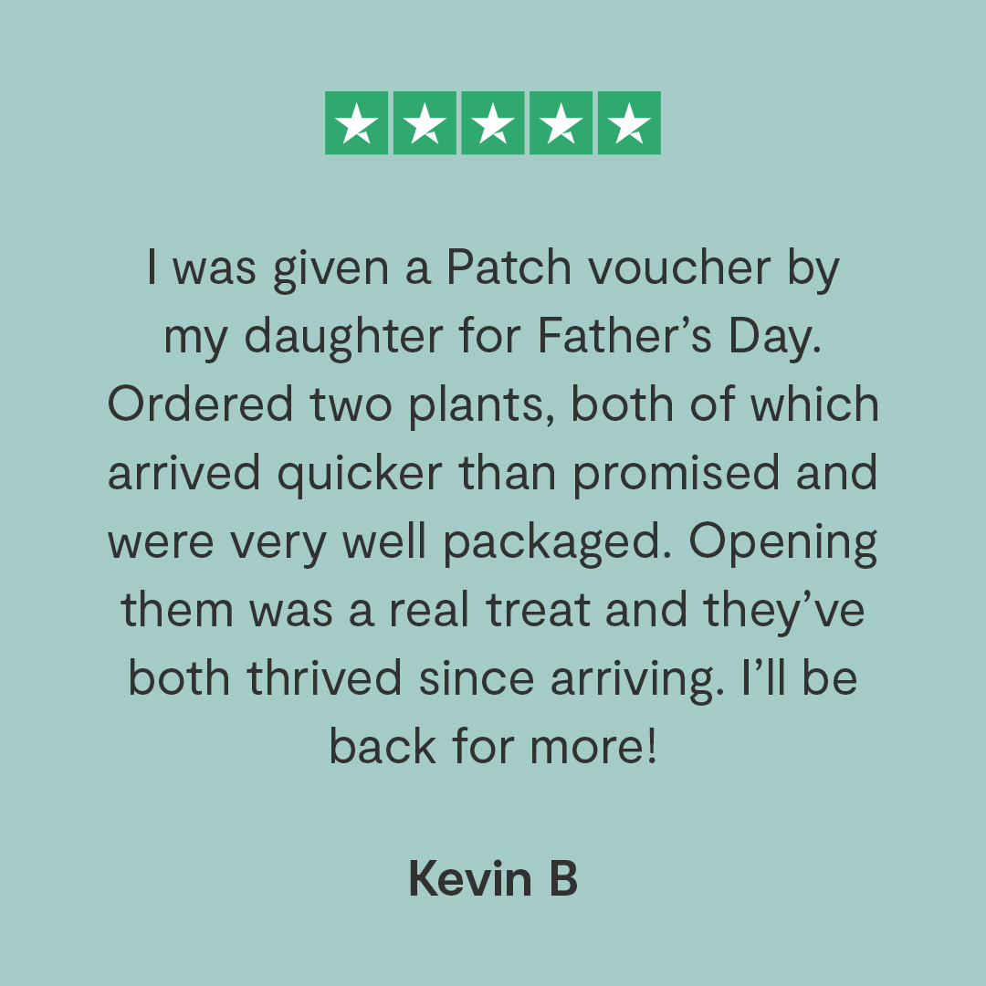Father's Day is this weekend 👀 Patch Plants