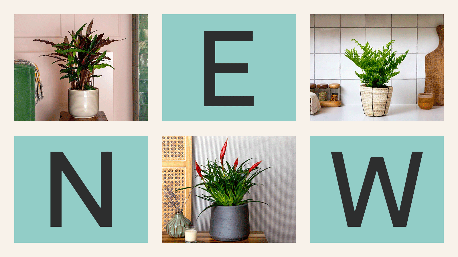 New plants are here 👀 Patch Plants