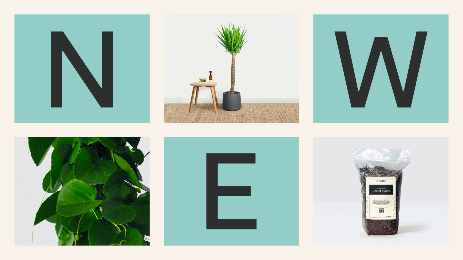 Surprise plant drop 🙌 Patch Plants